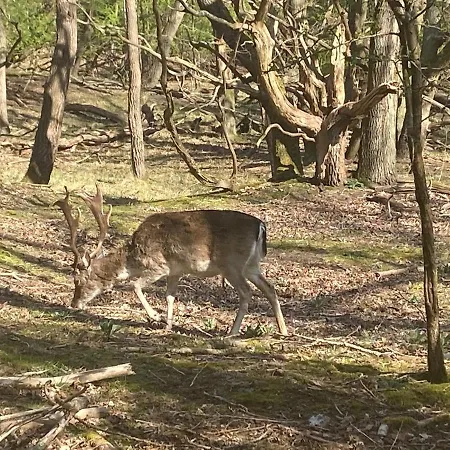 Het Sandhuisje Apartman