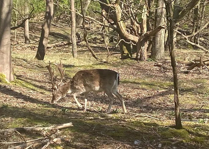 Het Sandhuisje Appartement